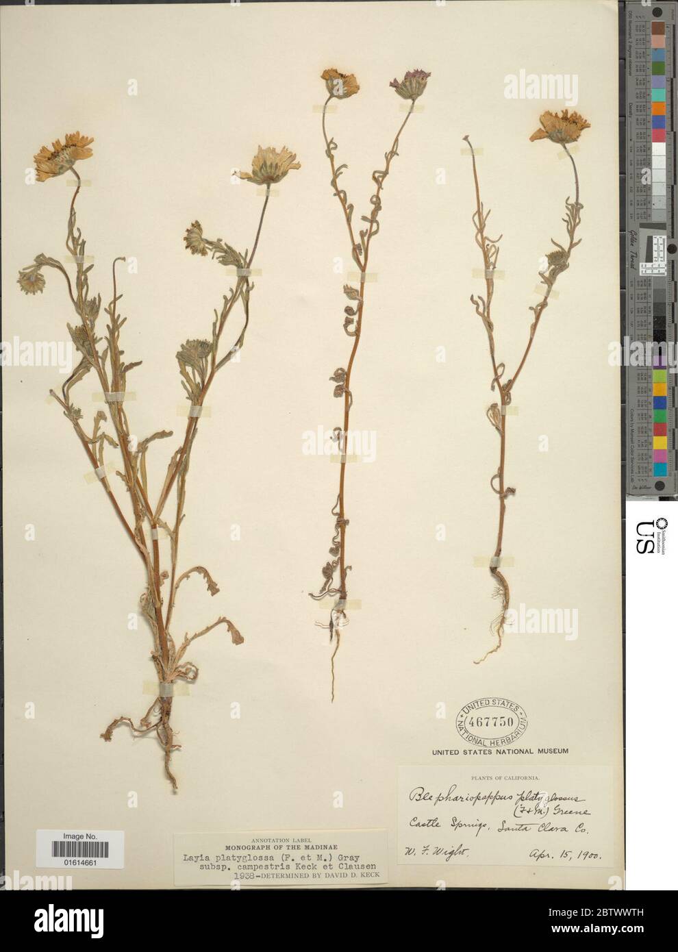 Layia platyglossa subsp campestris DD Keck. Stock Photo