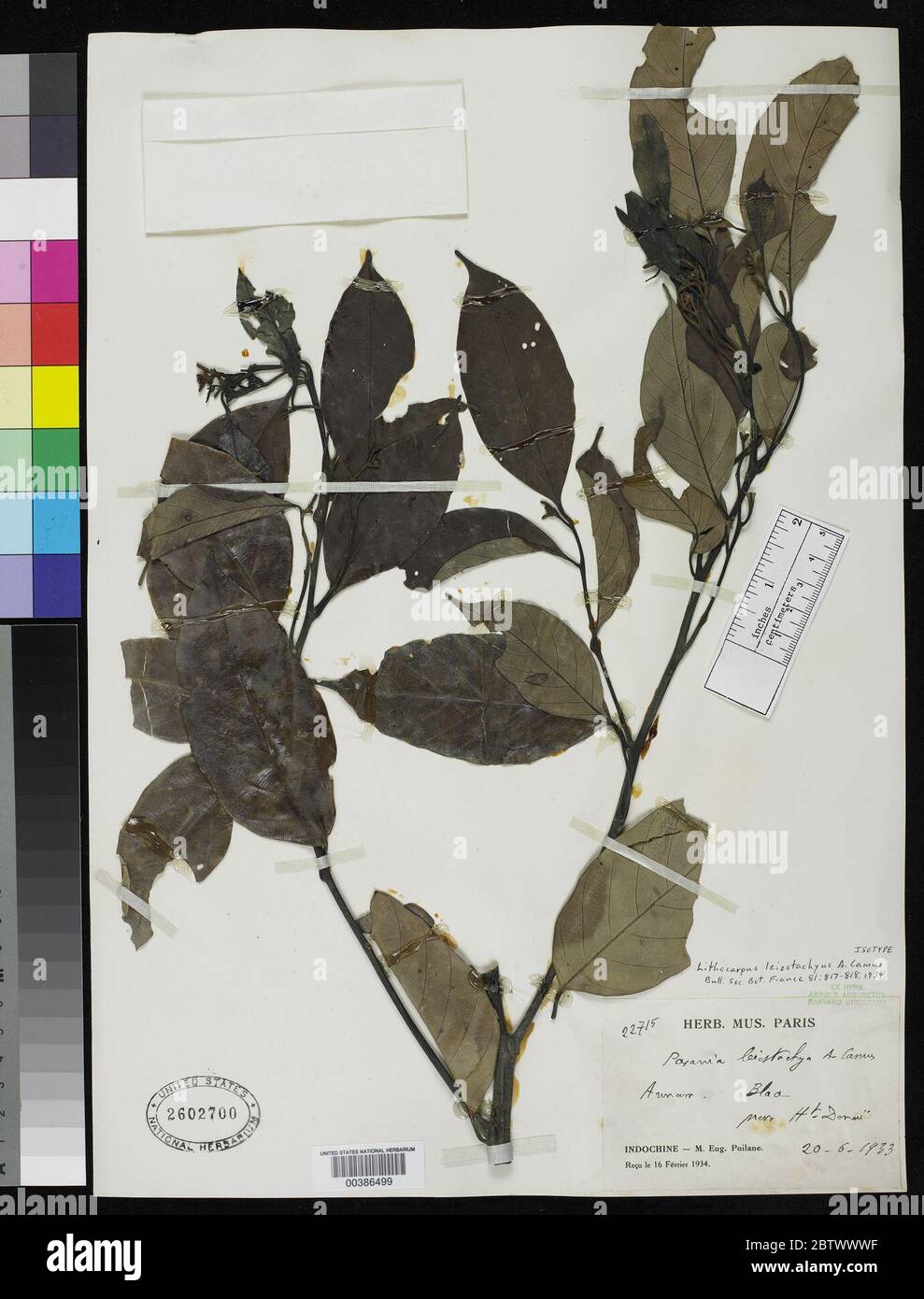Lithocarpus leiostachyus A Camus. Stock Photo