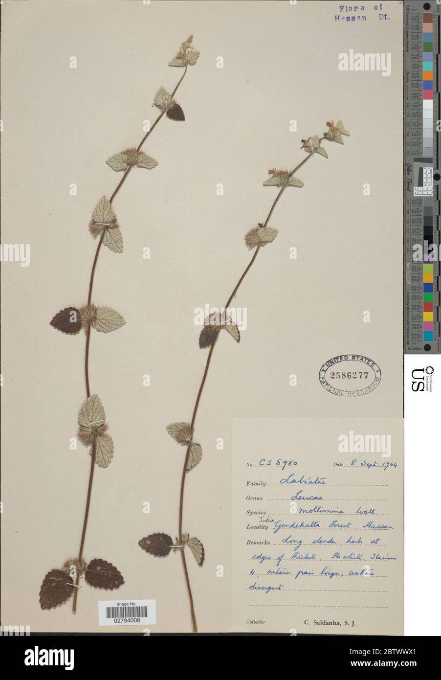 Leucas mollissima Grke. Stock Photo