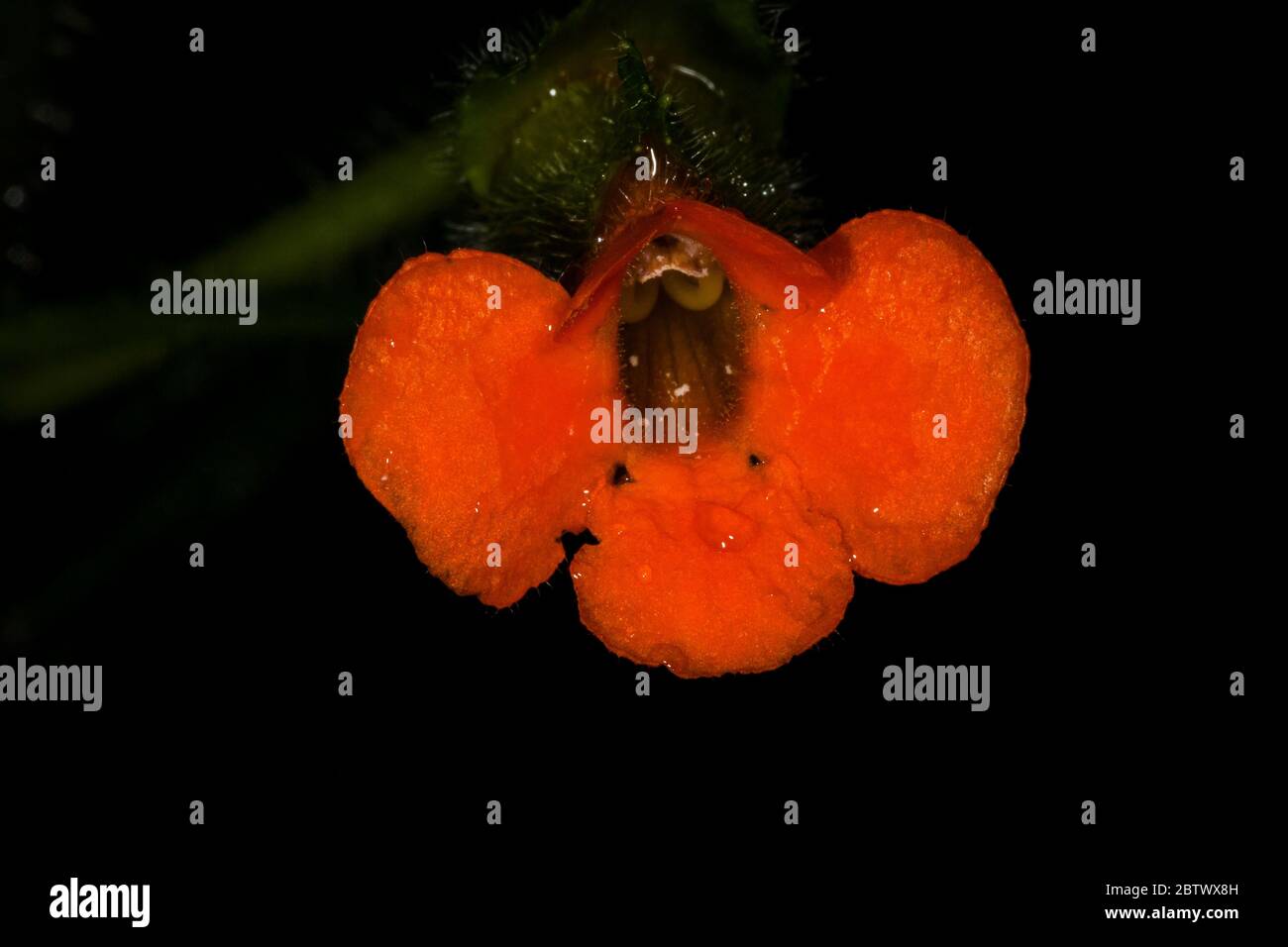 Beautiful orange flower in the understory of the cloudforest in La Amistad national park, Chiriqui province, Republic of Panama. Stock Photo