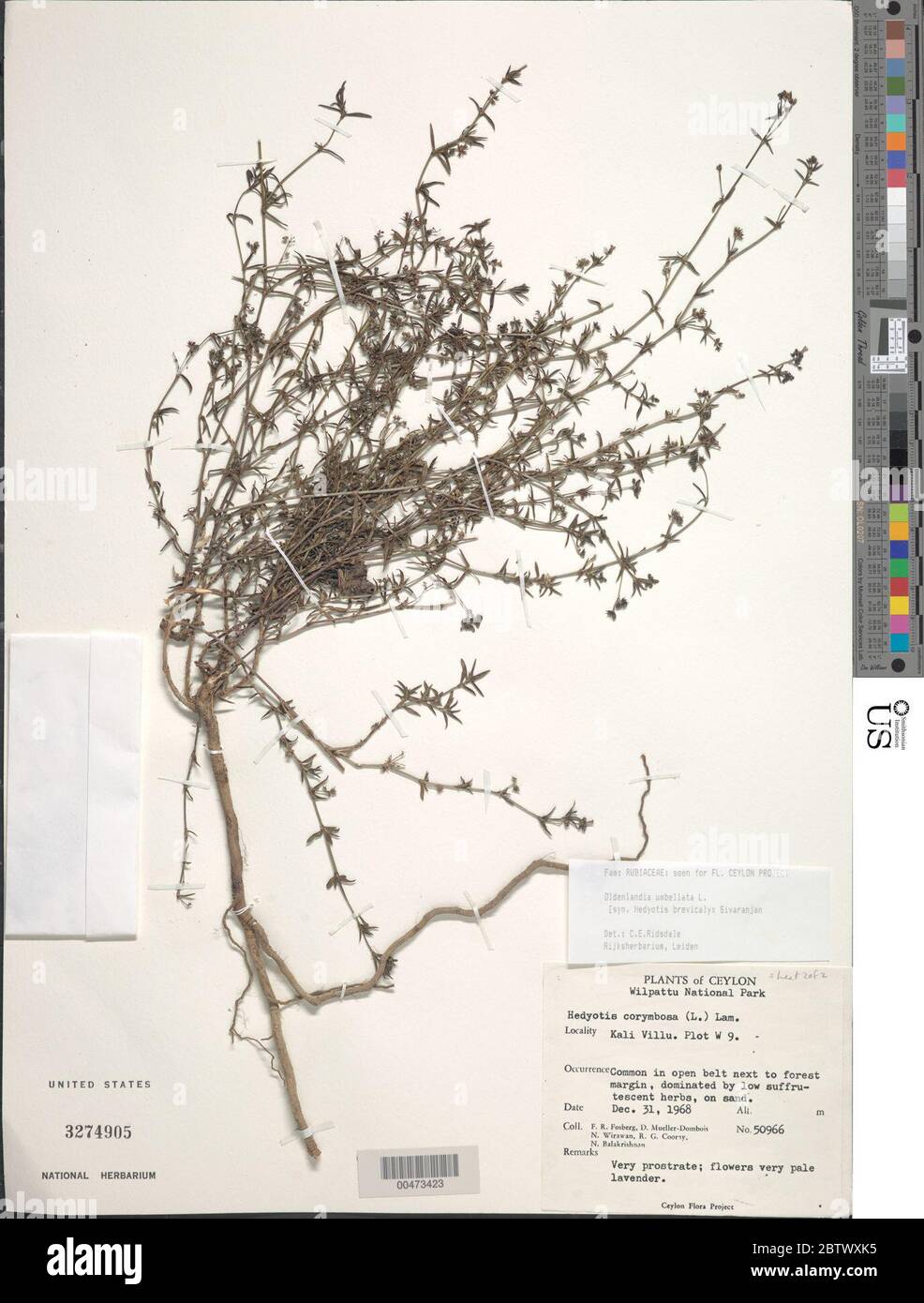 Oldenlandia umbellata L. Stock Photo