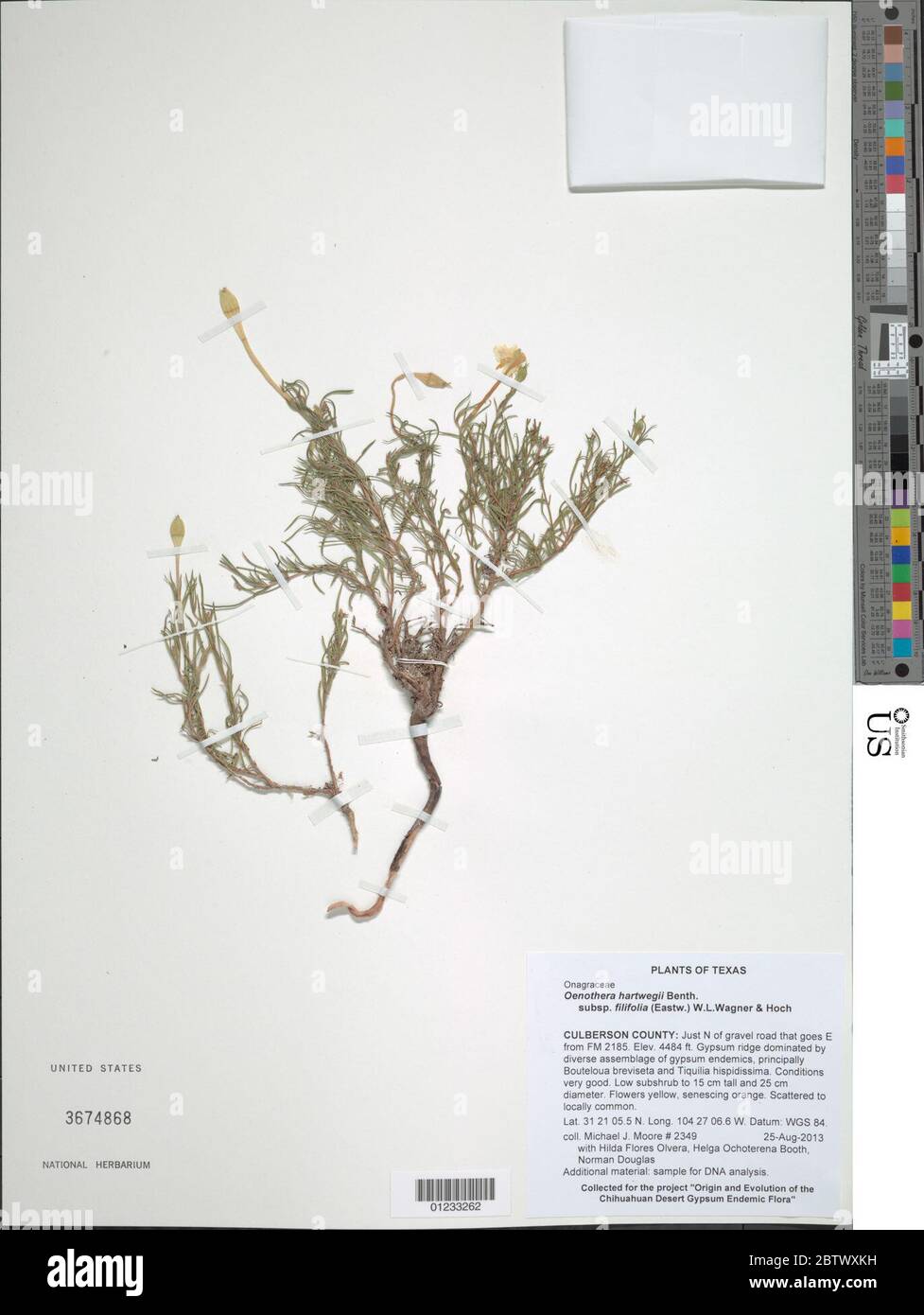 Oenothera hartwegii subsp filifolia Eastw WL Wagner Hoch. Stock Photo
