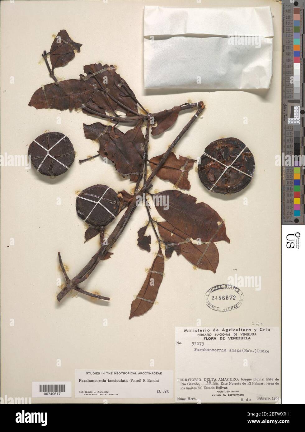 Parahancornia fasciculata Poir Benoist ex Pichon. Stock Photo