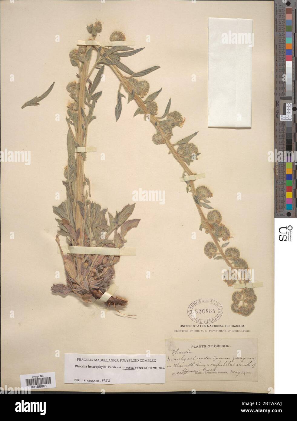 Phacelia heterophylla subsp virgata Greene Heckard. Stock Photo