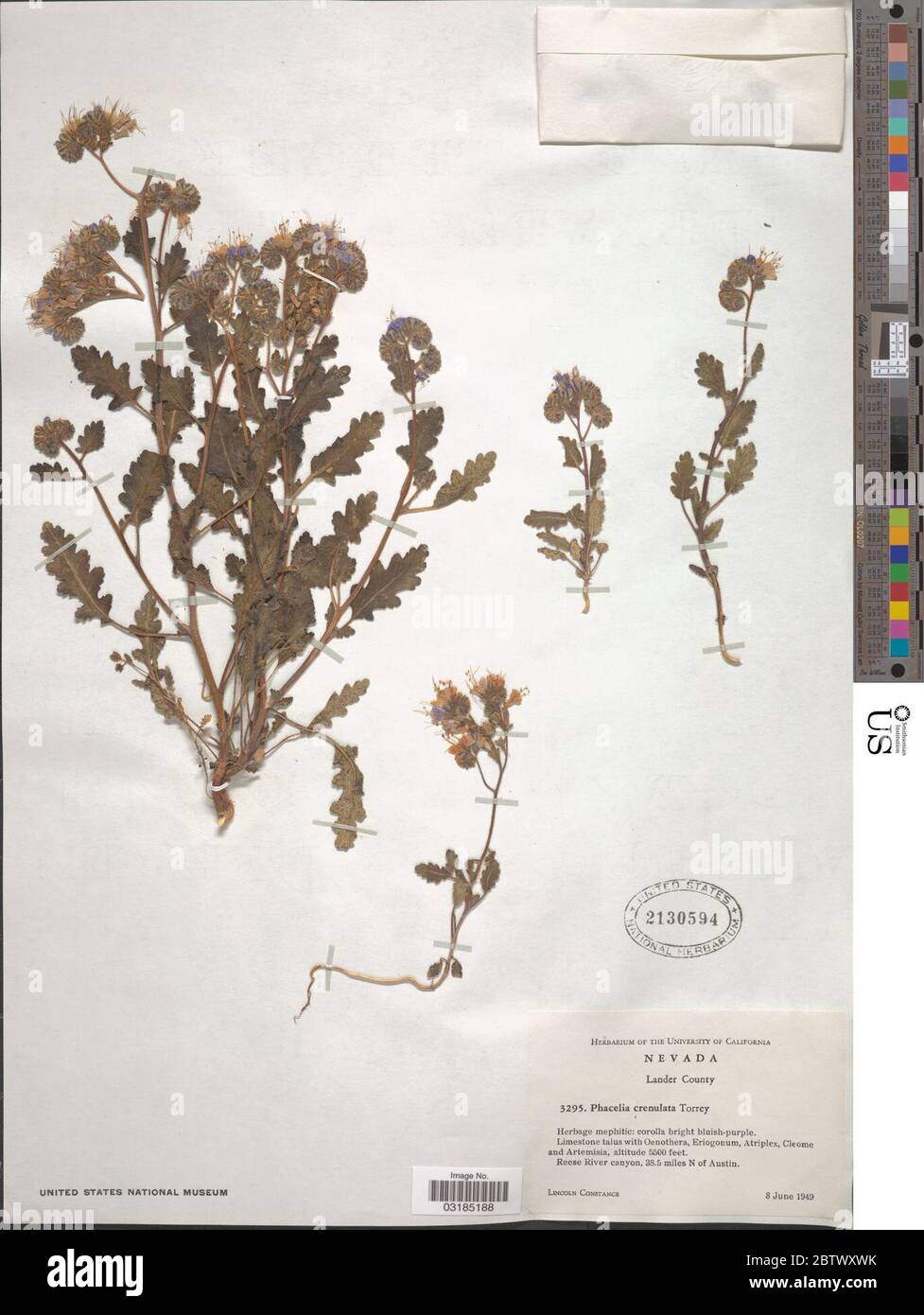 Phacelia crenulata Torr ex S Watson. Stock Photo