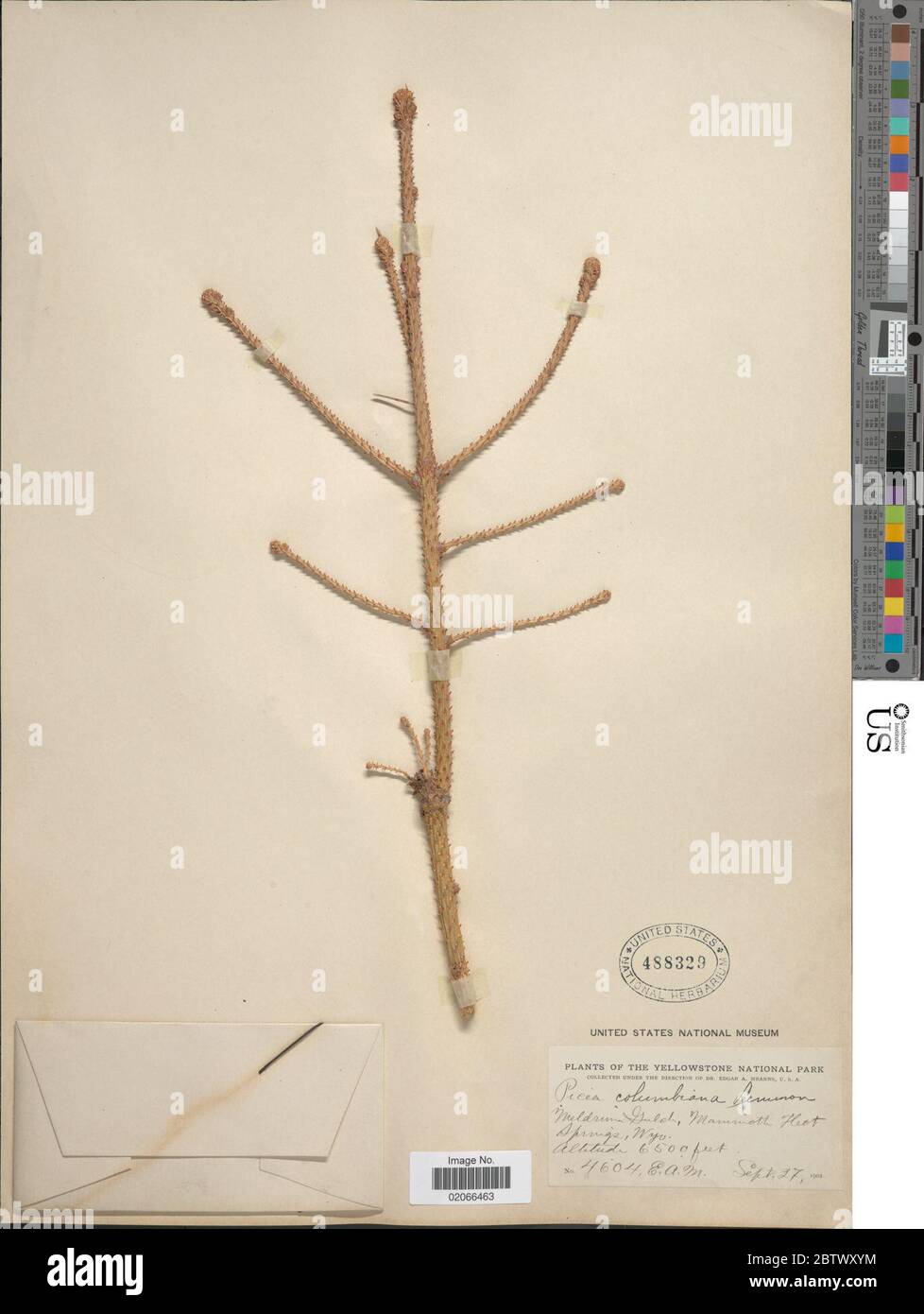 Picea engelmannii Parry ex Engelm. Stock Photo