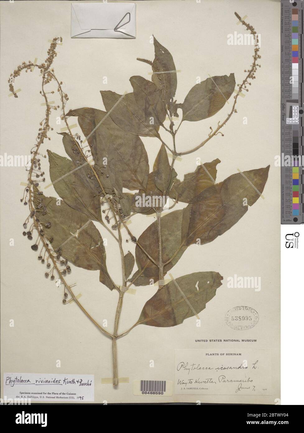 Phytolacca rivinoides Kunth CD Bouch. Stock Photo