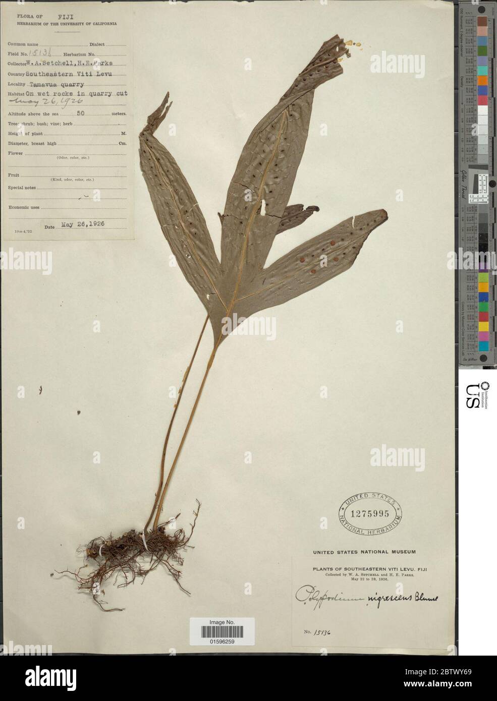 Polypodium nigrescens Blume. Stock Photo