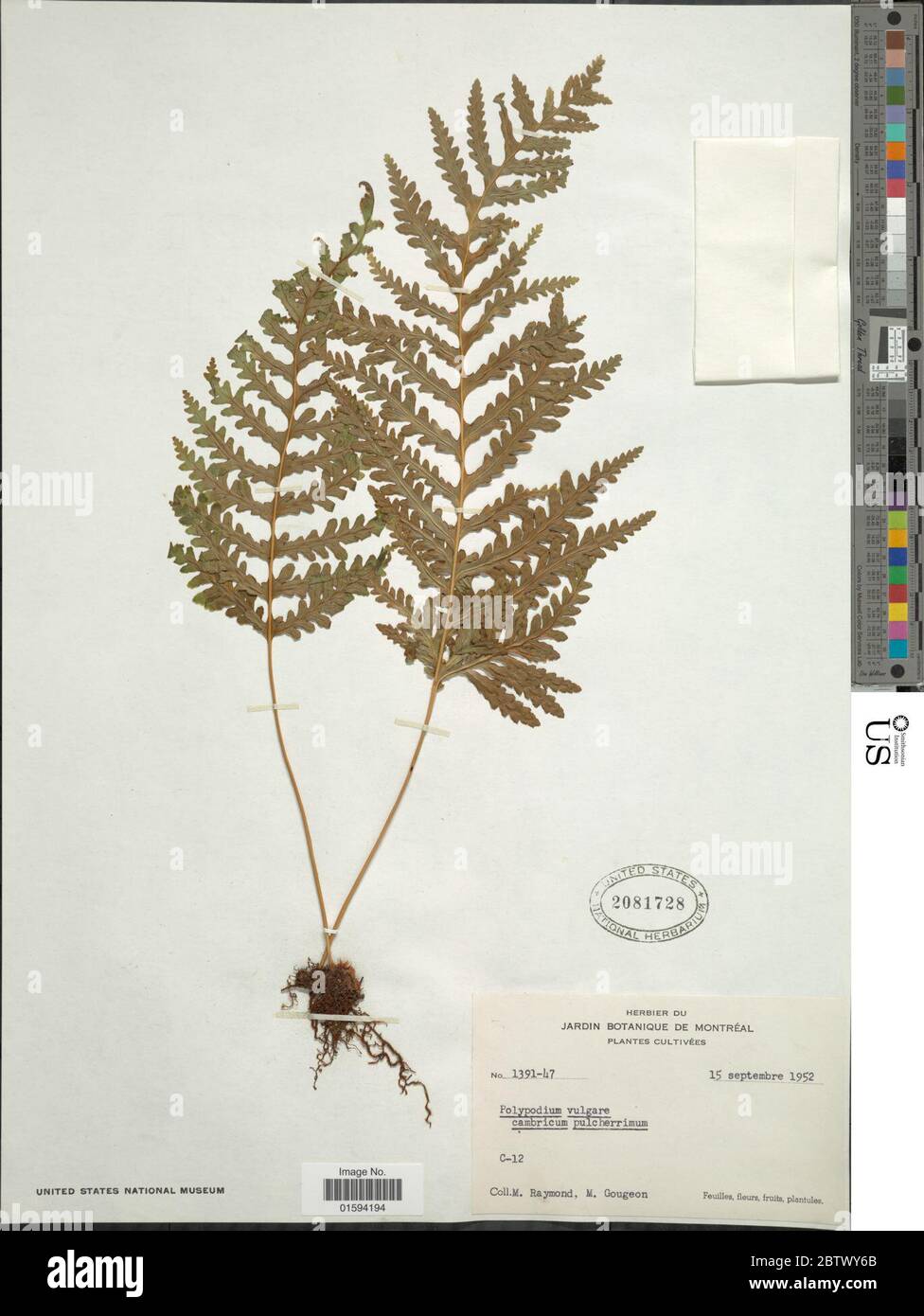 Polypodium vulgare L Stock Photo - Alamy