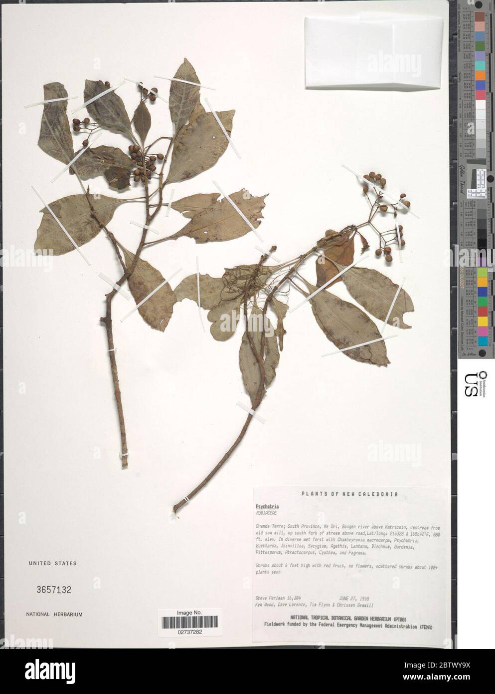 Psychotria sp. Stock Photo