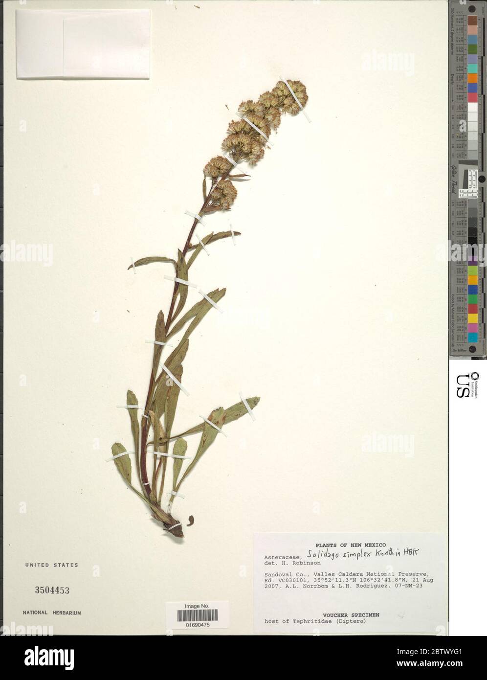 Solidago Simplex Var Simplex Solidago simplex hi-res stock photography and images - Alamy