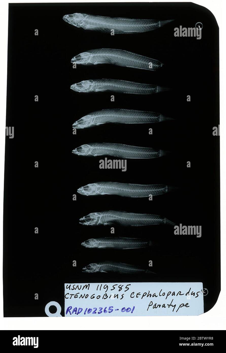 Ctenogobius cephalopardus. Radiograph is of a paratype; The Smithsonian NMNH Division of Fishes uses the convention of maintaining the original species name for type specimens designated at the time of description. The currently accepted name for this species is Rhinogobius mekongianus.1 Feb 20191 Stock Photo