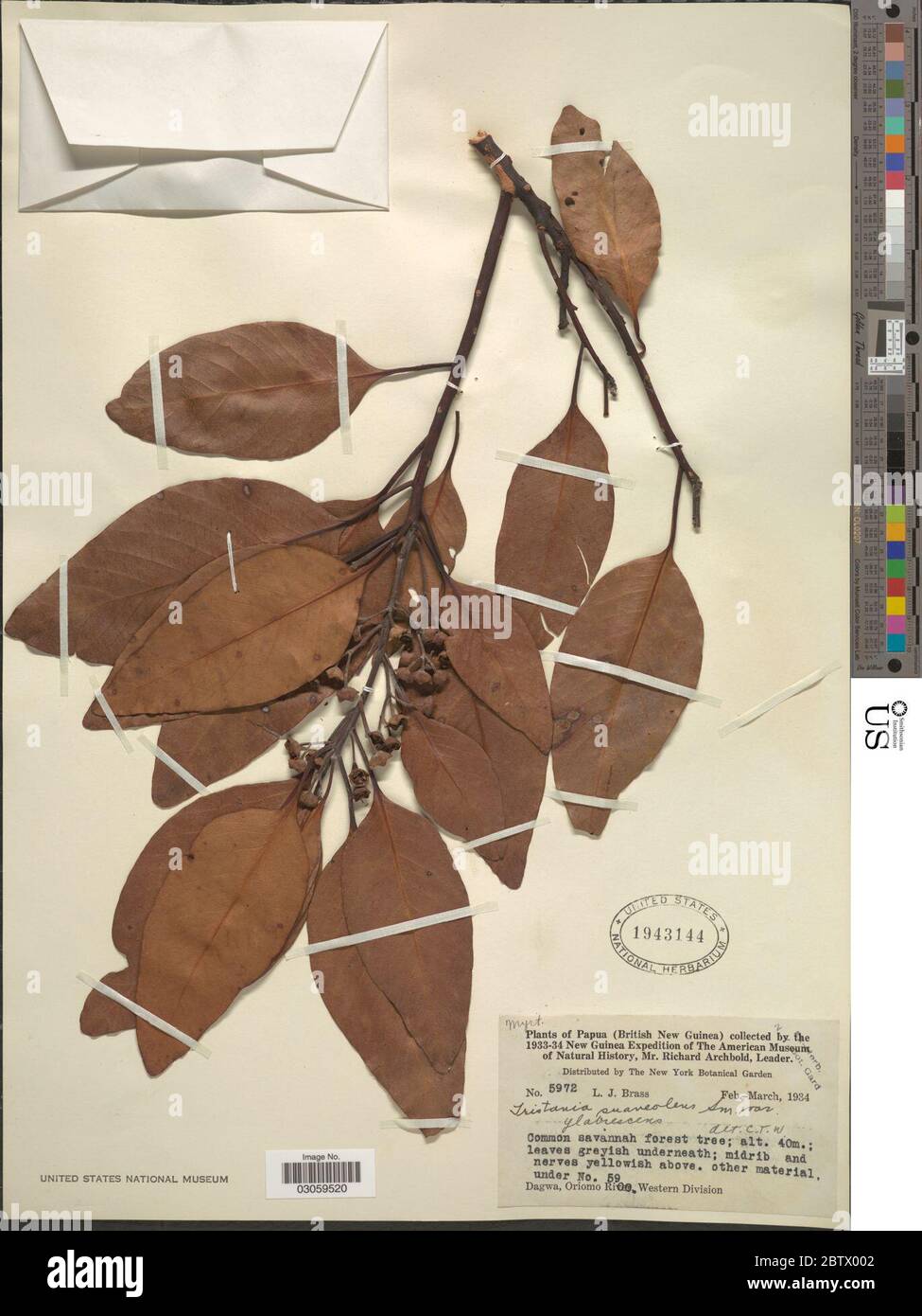 Tristania suaveolens. Stock Photo