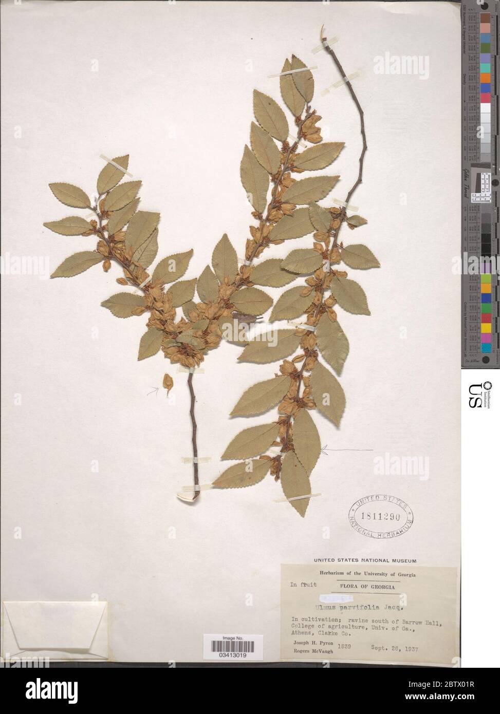 Ulmus parvifolia Jacq. Stock Photo