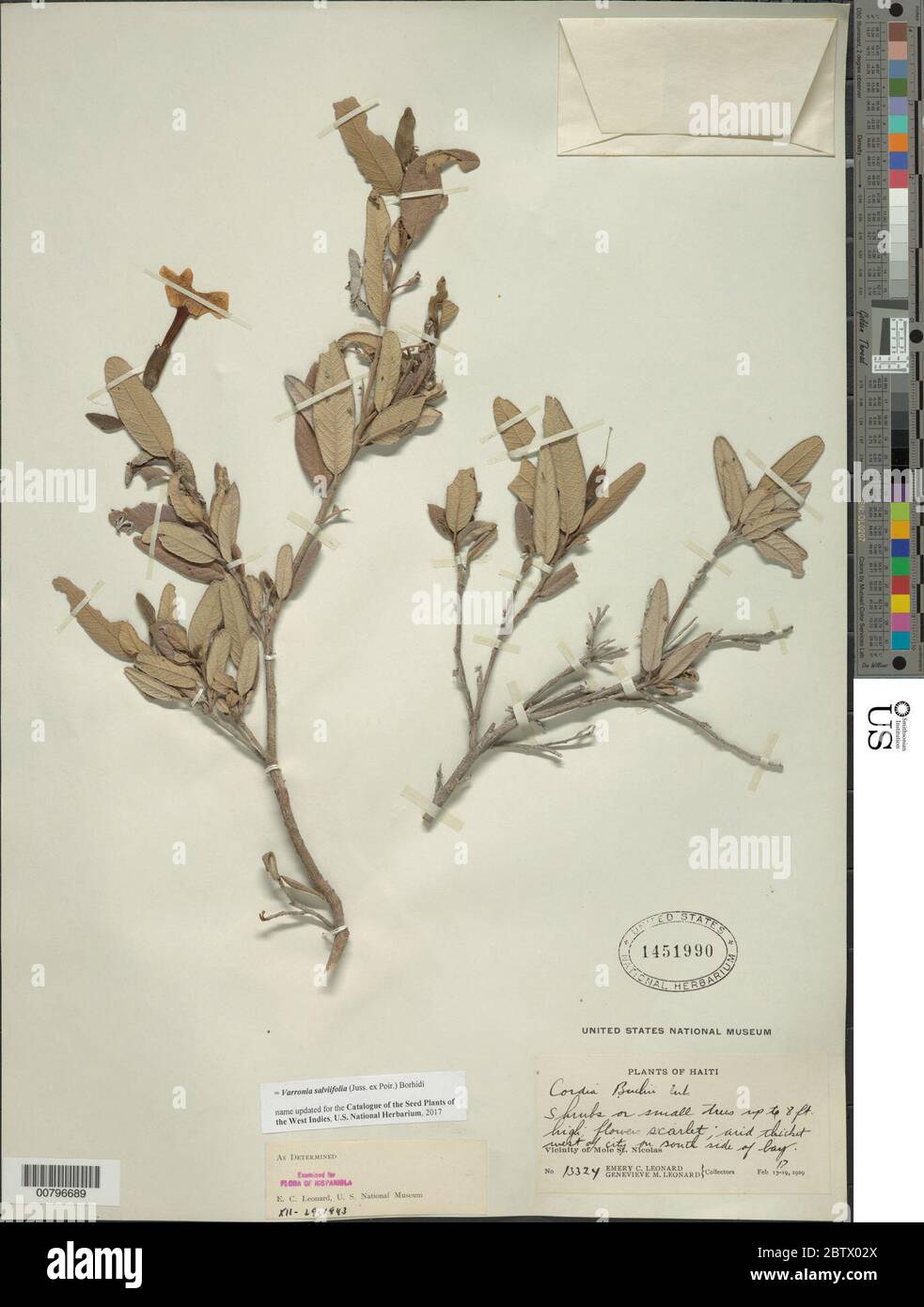 Varronia salviifolia Juss ex Poir Borhidi. Stock Photo