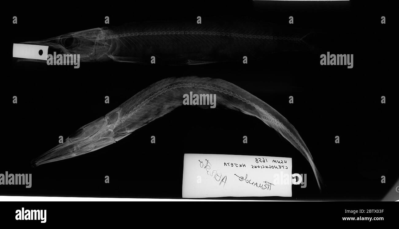 Ctenoid scales Black and White Stock Photos & Images Alamy