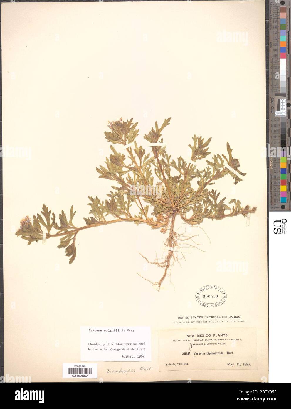 Verbena wrightii A Gray. Stock Photo