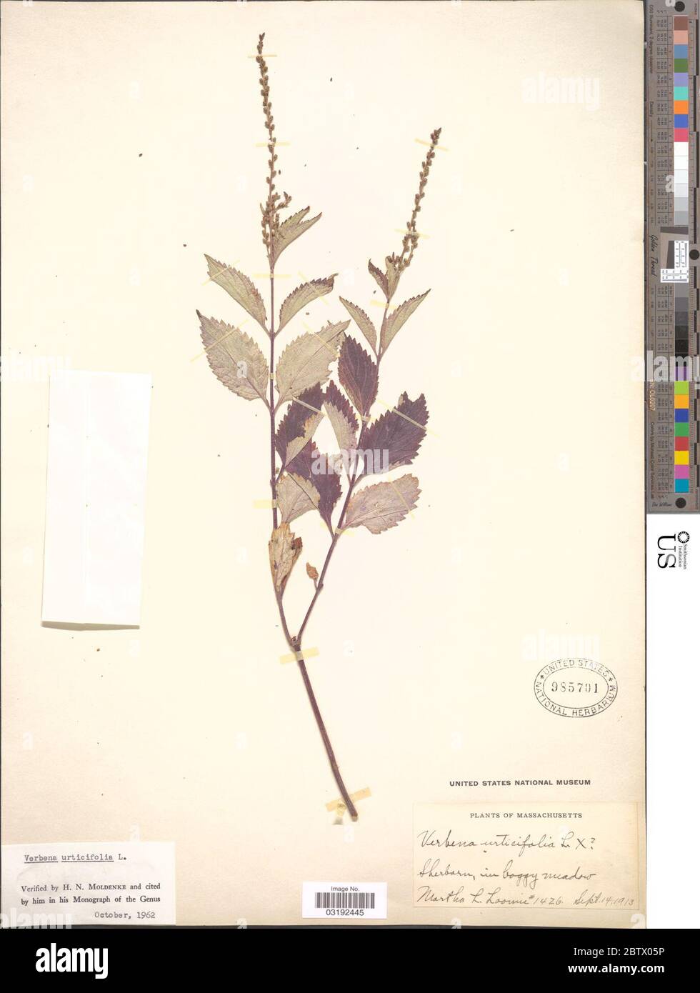 Verbena urticifolia L. Stock Photo