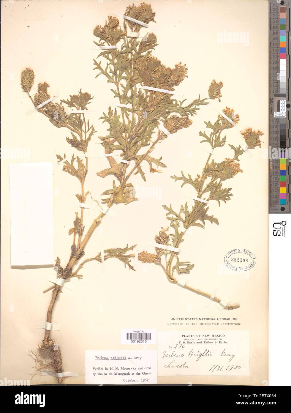 Verbena wrightii A Gray. Stock Photo