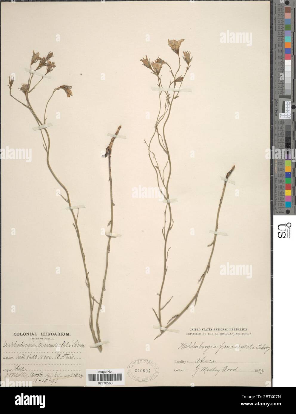 Wahlenbergia paucidentata Schinz. Stock Photo