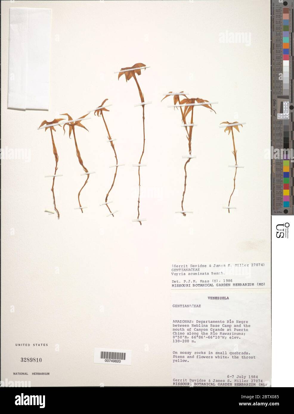 Voyria acuminata Benth. Stock Photo