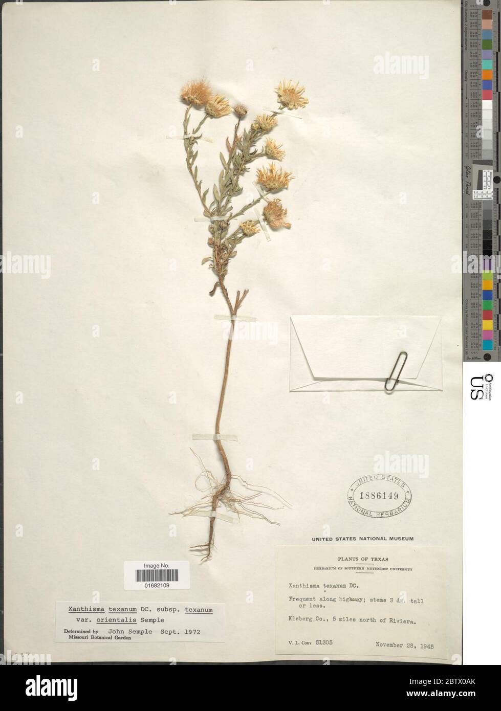 Xanthisma texanum var orientalis Semple. Stock Photo