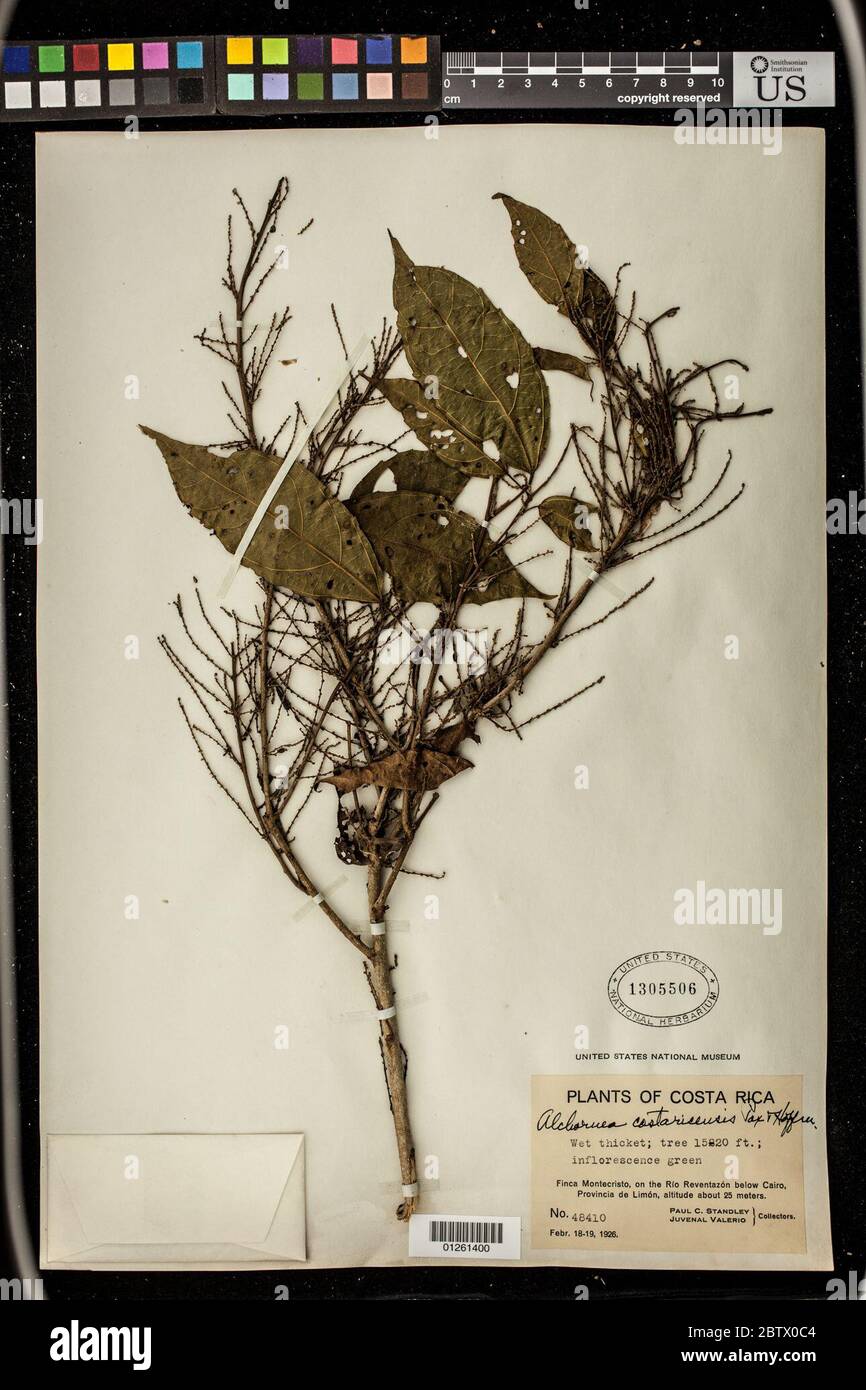 Alchornea costaricensis Pax K Hoffm in Engl. Stock Photo