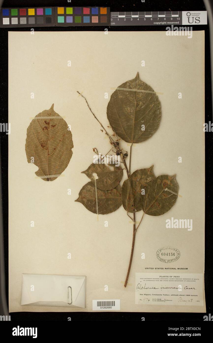 Alchornea glandulosa Poepp subsp glandulosa. Stock Photo