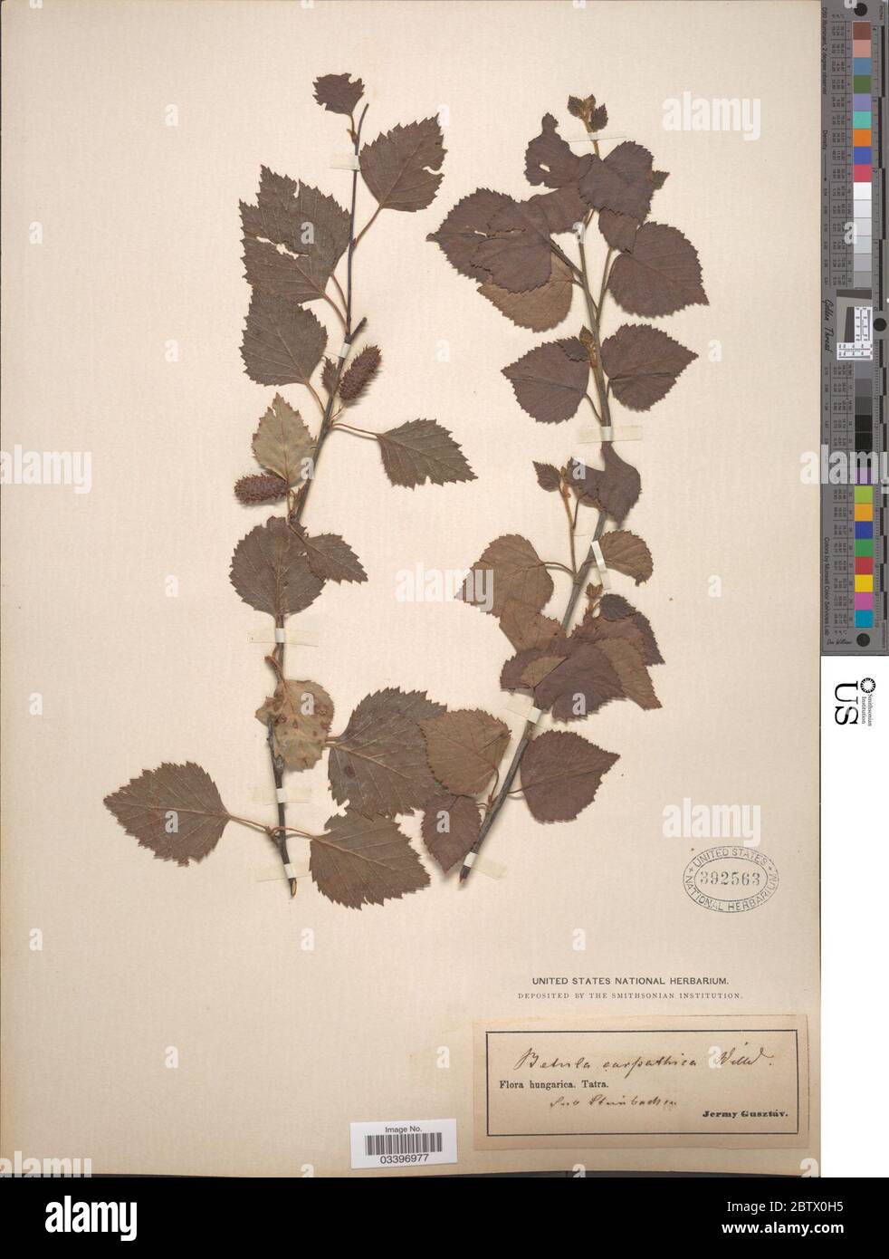 Betula carpatica Waldst Kit ex Willd. Stock Photo