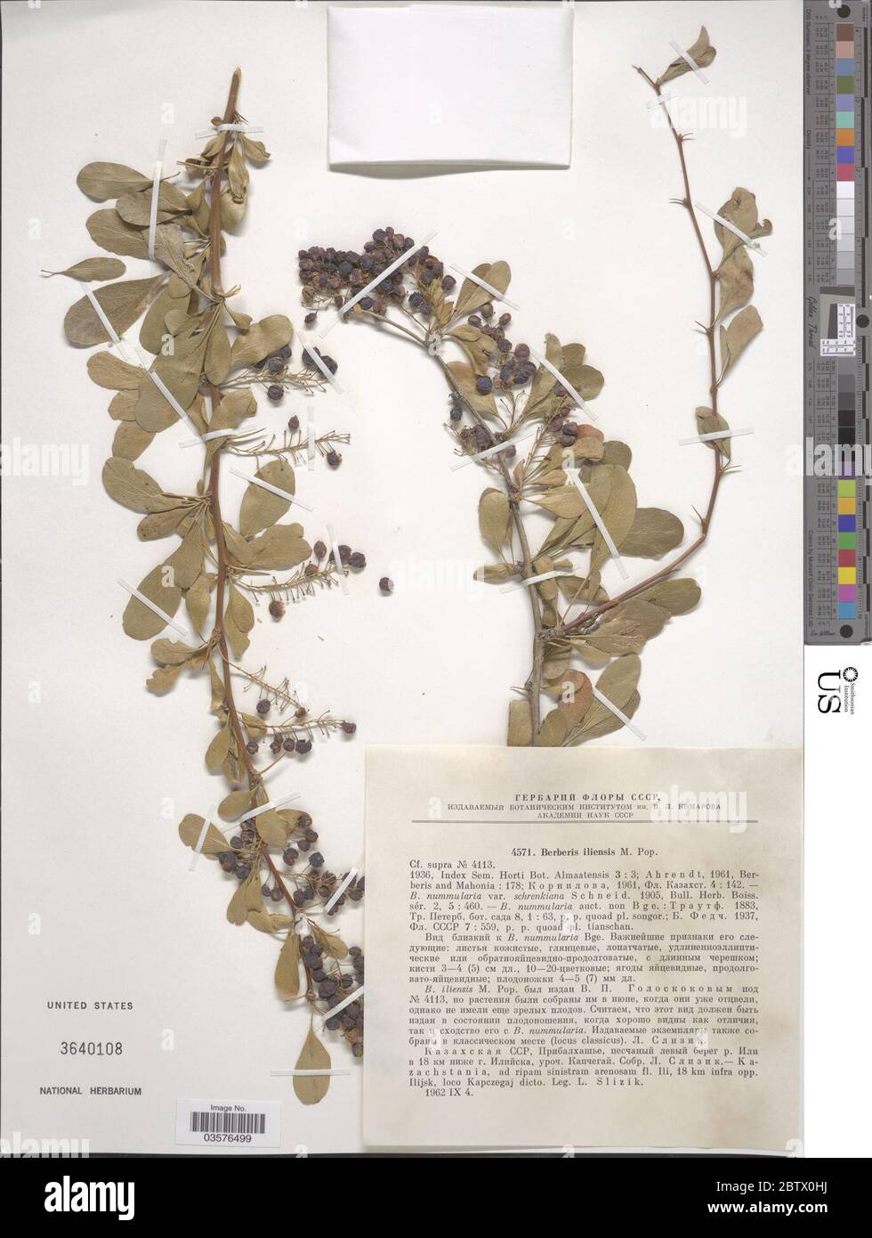 Berberis iliensis Popov. Stock Photo