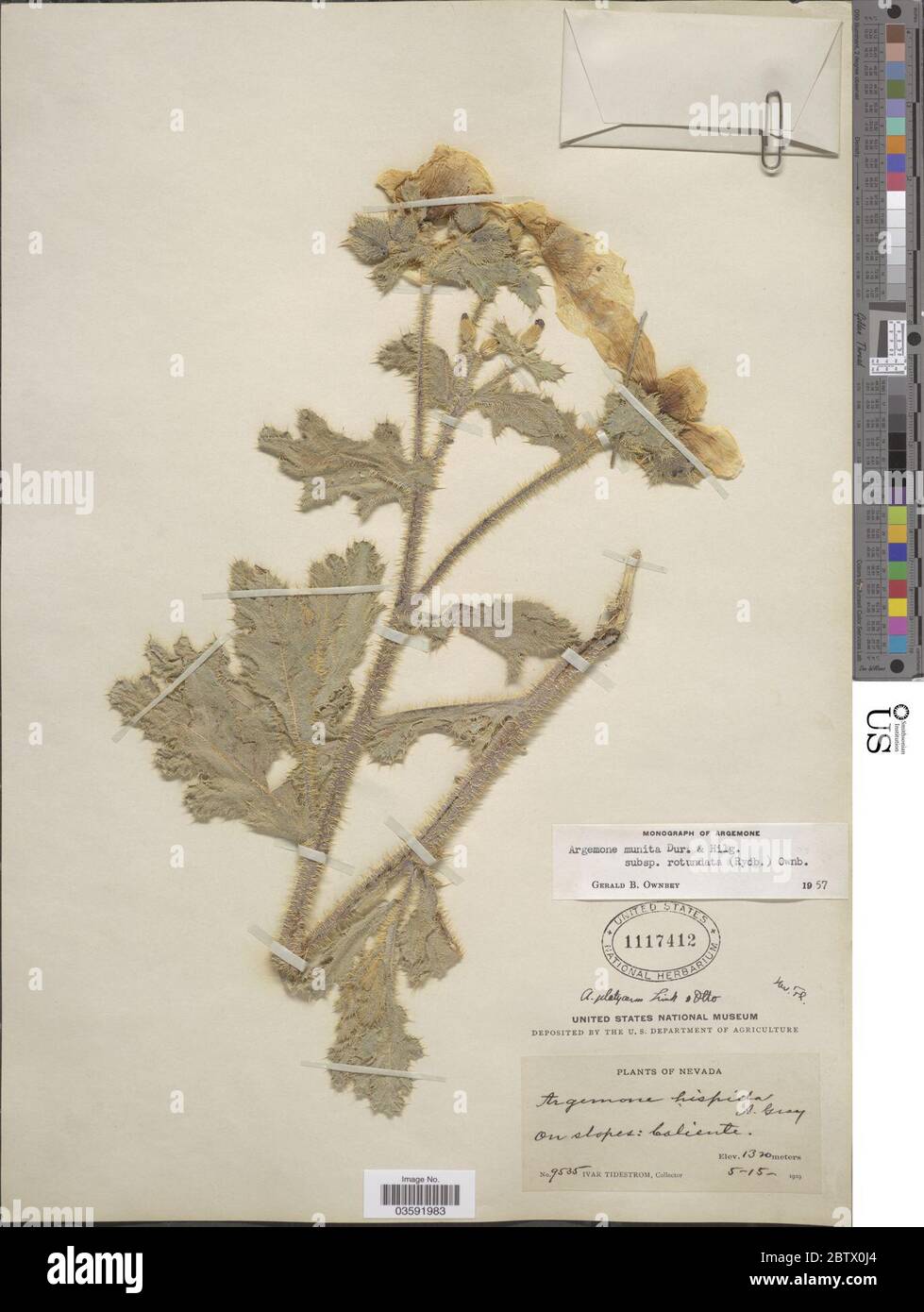 Argemone munita subsp rotundata Rydb GB Ownbey. Stock Photo