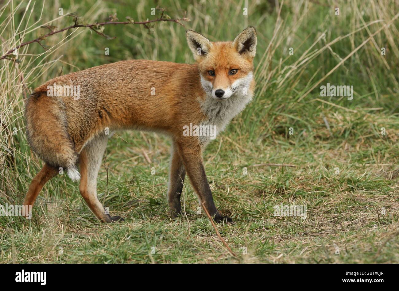A magnificent male wild Red Fox, Vulpes vulpes, hunting in a meadow. Stock Photo