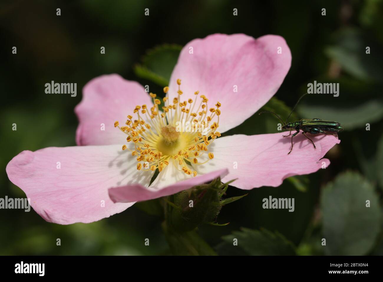 A Swollen-thighed Beetle, Oedemera nobilis, perching on the petal of a wild Dog Rose flower, Rosa canina, growing in the countryside in the UK. Stock Photo