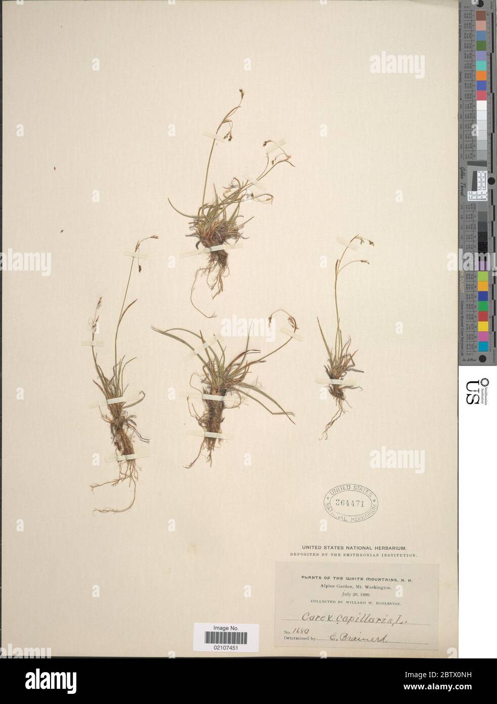 Carex capillaris L. Stock Photo