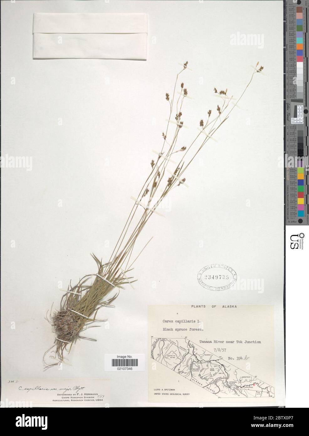 Carex capillaris L. Stock Photo