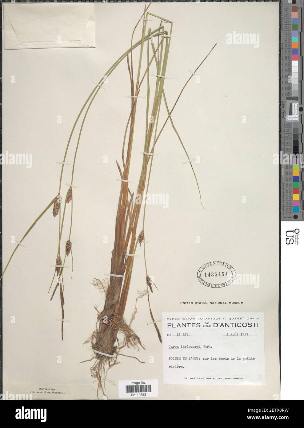 Carex lasiocarpa Ehrh. Stock Photo