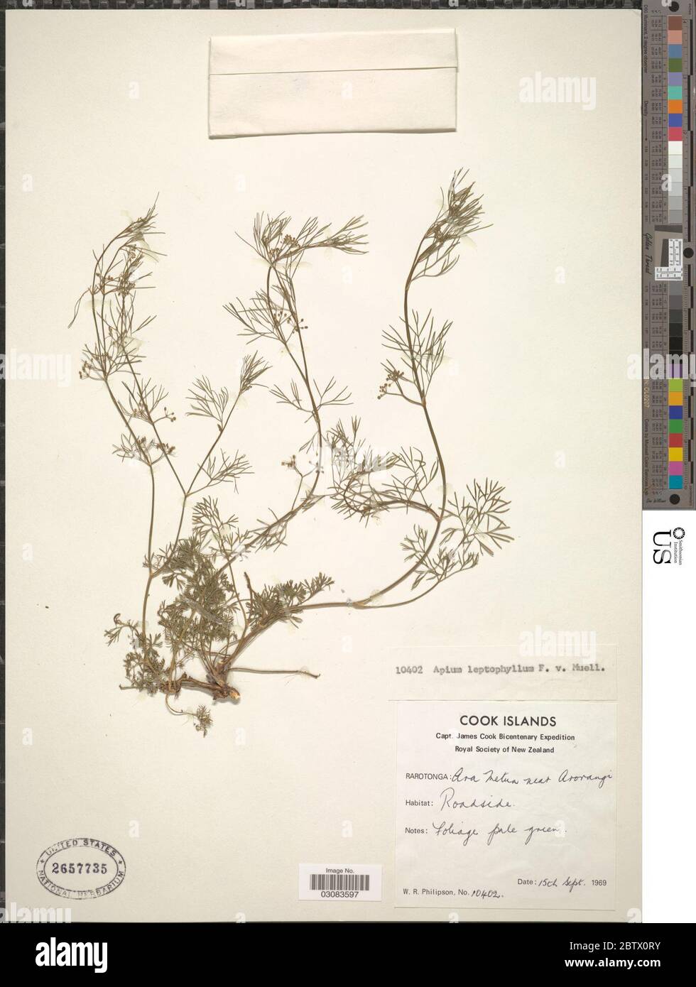 Cyclospermum leptophyllum Pers Sprague ex Britton P Wilson. Stock Photo