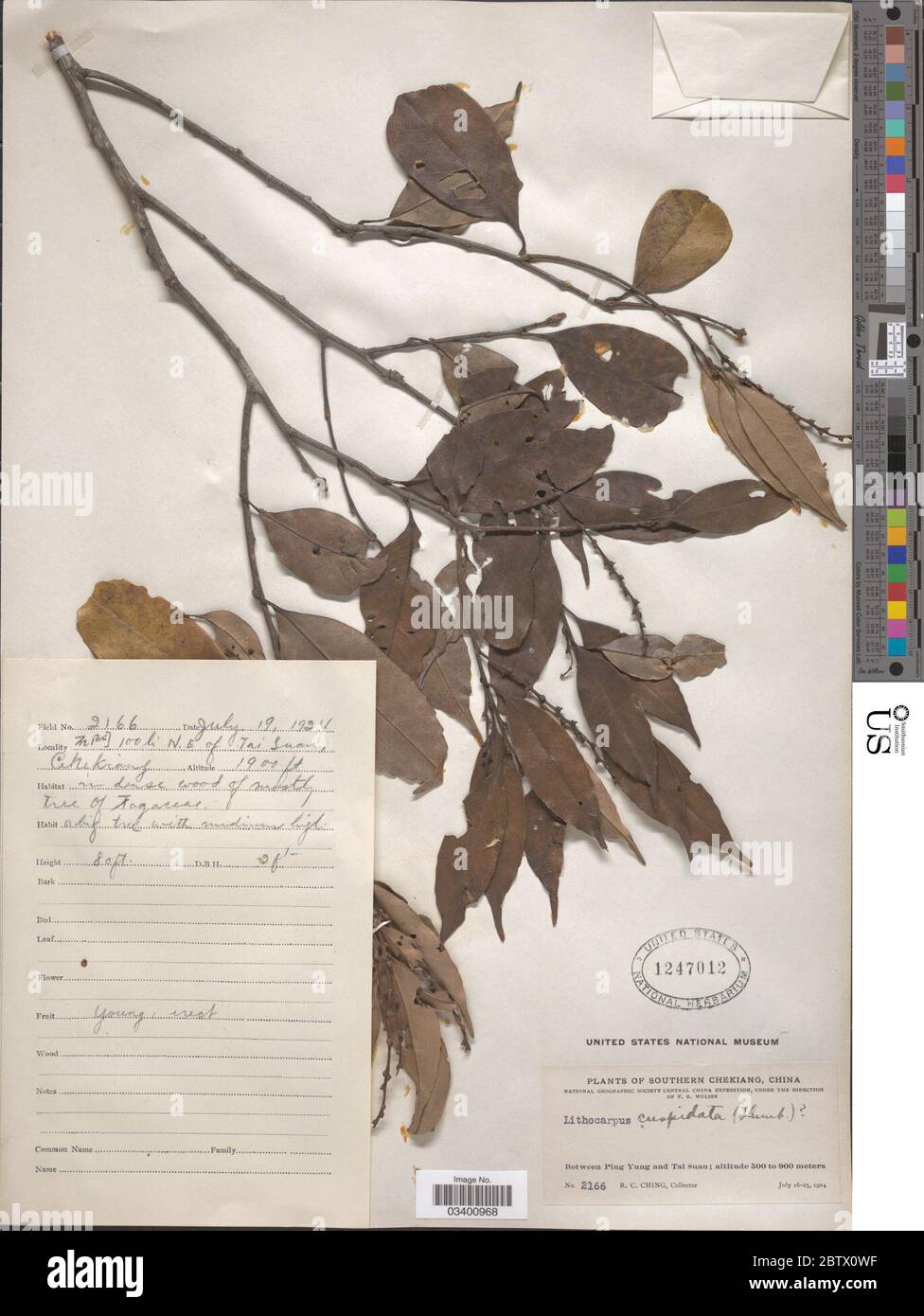 Castanopsis cuspidata Thunb Schottky. Stock Photo