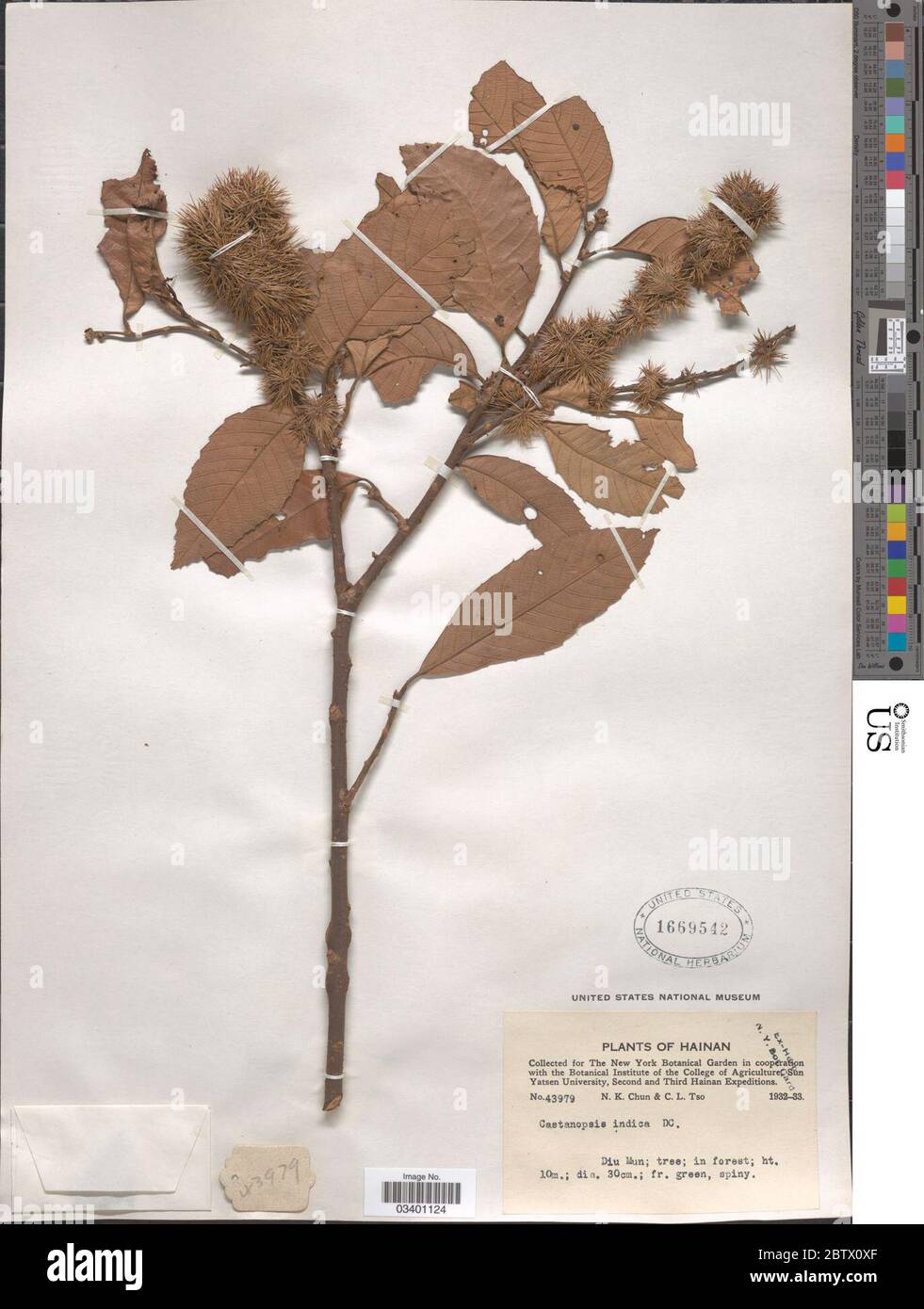 Castanopsis indica Roxb A DC. Stock Photo