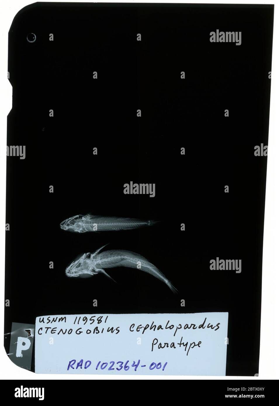 Ctenogobius cephalopardus. Radiograph is of a paratype; The Smithsonian NMNH Division of Fishes uses the convention of maintaining the original species name for type specimens designated at the time of description. The currently accepted name for this species is Rhinogobius mekongianus.24 Oct 20181 Stock Photo