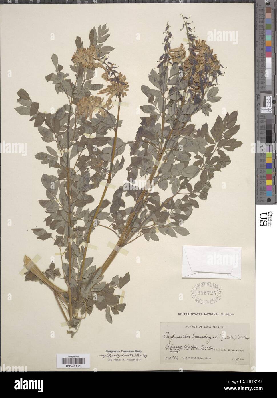 Corydalis caseana subsp brandegeei S Watson GB Ownbey. Stock Photo