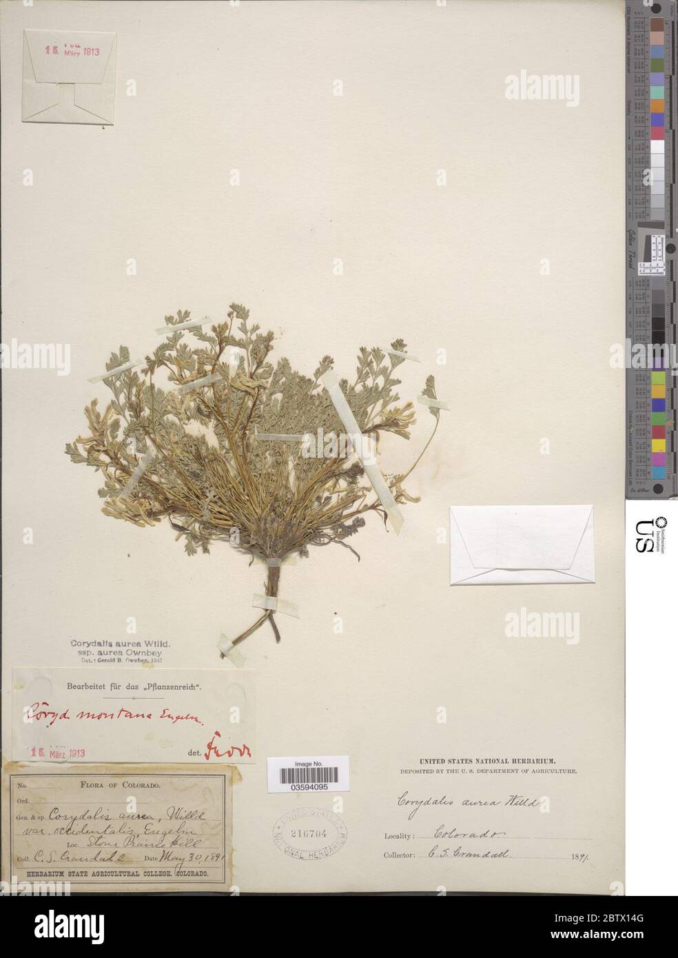 Corydalis aurea Willd. Stock Photo