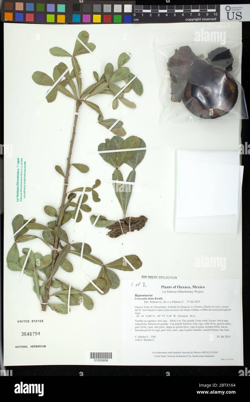 Crescentia alata Kunth. Stock Photo