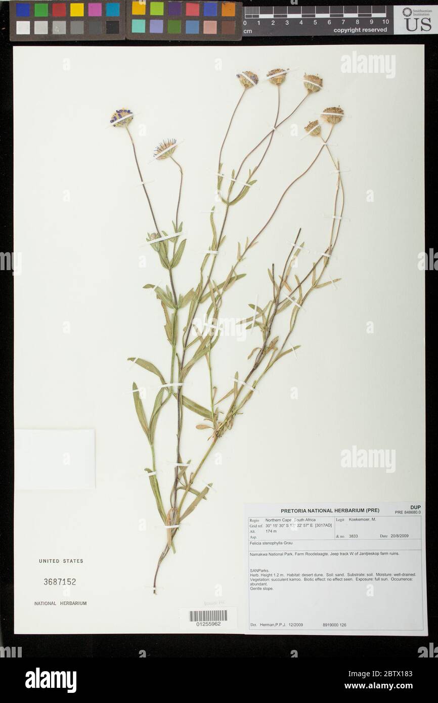 Felicia stenophylla Grau. Stock Photo