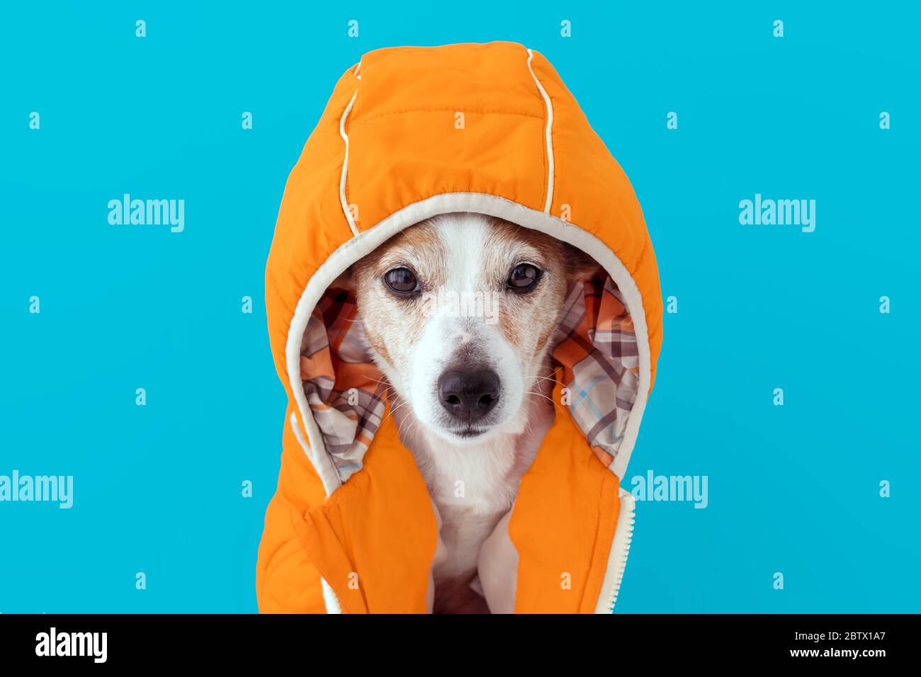 Little dog in coat with hood Stock Photo Alamy