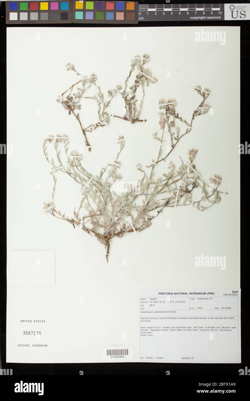Helichrysum erubescens Hilliard. Stock Photo