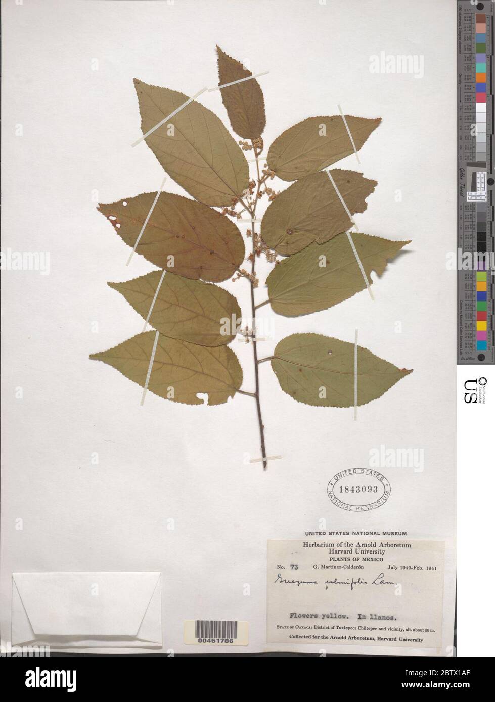 Guazuma ulmifolia Lam. Stock Photo