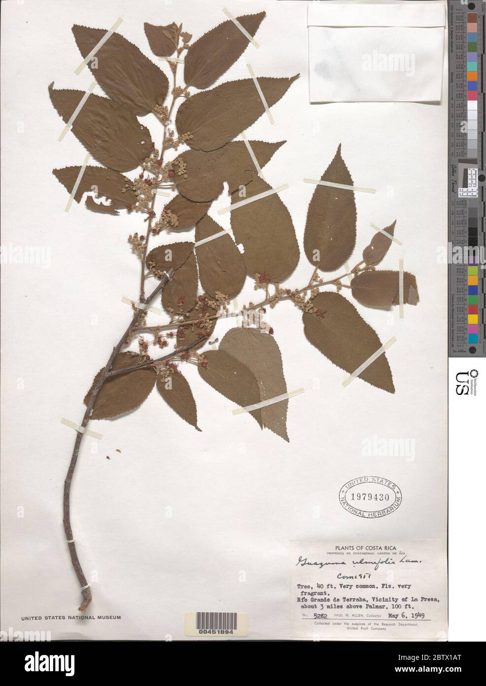 Guazuma ulmifolia Lam. Stock Photo