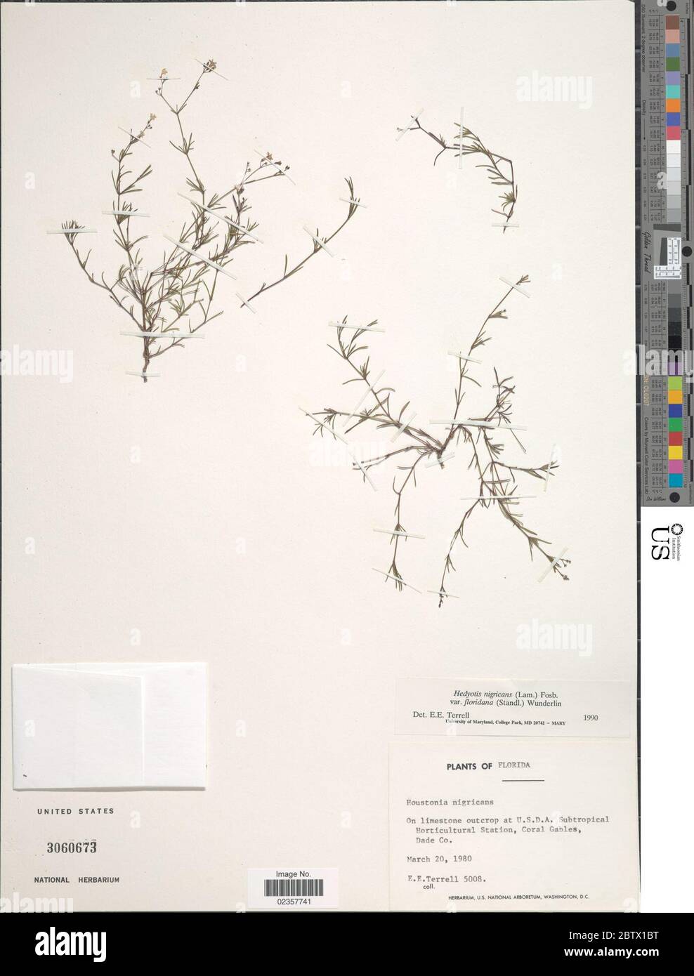 Houstonia nigricans var floridana Standl Terrell. Stock Photo