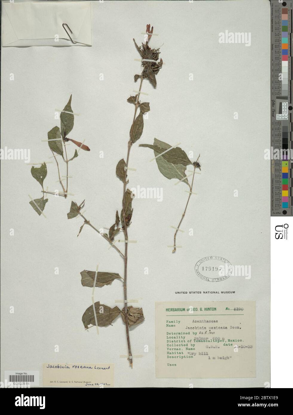 Jacobinia roseana Leonard. Stock Photo